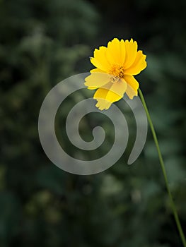 Yellow flower of Lanceleaf Coreopsis in garden.