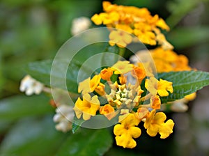 Yellow flower lantana camara blooming in spring or summer in garden with pretty blurred background ,lovely card ,sweet color