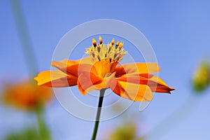 Yellow flower (Largeflower Tickseed}