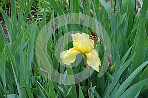 Yellow flower in the leafage of bearded iris