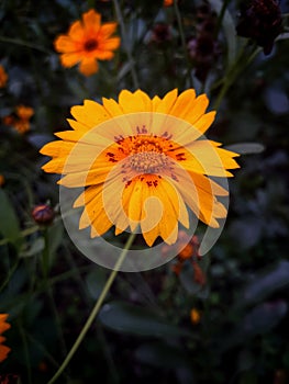 Yellow flower with leaves