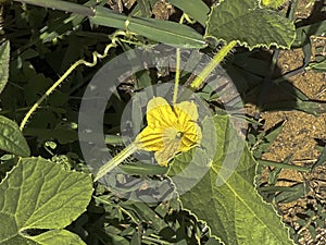 Yellow flower and leaves of cucumber in summer garden