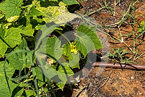 Yellow flower and leaves of cucumber in summer garden