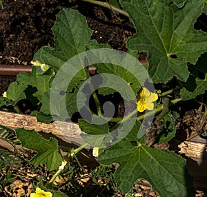 Yellow flower and leaves of cucumber in summer garden