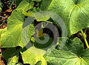 Yellow flower and leaves of cucumber in summer garden