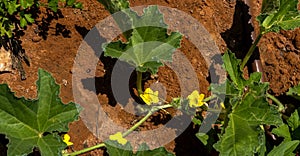 Yellow flower and leaves of cucumber in summer garden