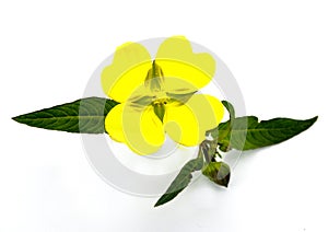 Yellow flower with leaves on white background