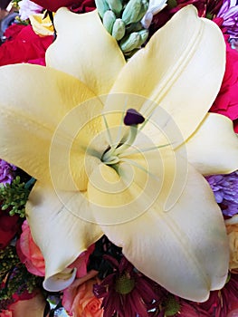 Yellow flower of Lilium Candidum