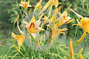 Yellow flower lily on a background of green park. Yellow lily close up on a blurred background of green leaves on a Sunny day in t