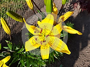 Yellow flower of Lithuania