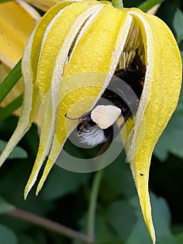 Yellow Flower with little brown bee