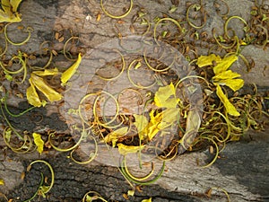 Yellow flower on log texture