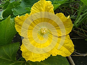 Yellow flower of the Long Bottle Gourd.