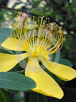 Yellow flower with long yelow pistils,