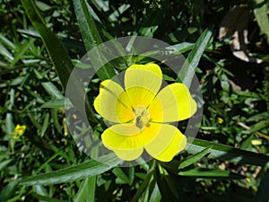 Yellow flower of Ludwigia