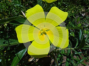 Yellow flower of Ludwigia