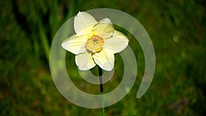 Yellow Flower Macro, Manual Background Blur Focus