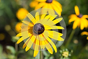 Yellow flower macro - rudbeckia, black eyed susan