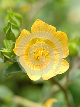 Yellow flower with macro shoot