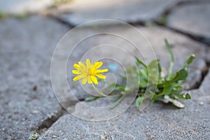 Yellow flower makes its way through the concrete