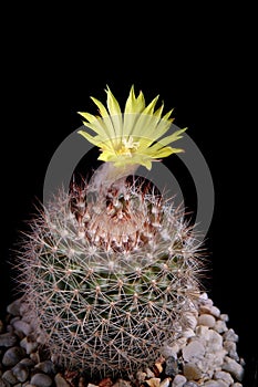 Yellow flower of mammillaria cactus blooming