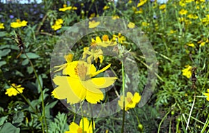the yellow flower photo
