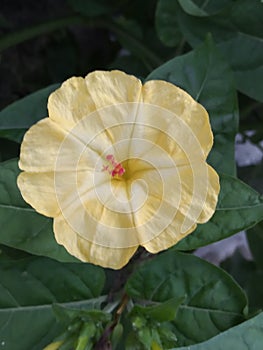 Yellow flower Maravilla photo