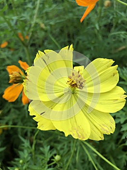 beauty and best yellow flower marigold photo