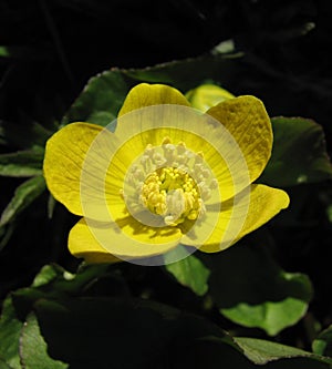 Yellow flower - Marsh marigold