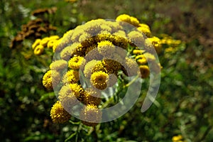 Yellow flower in the meadow