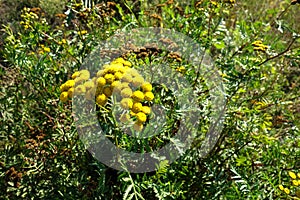 Yellow flower in the meadow