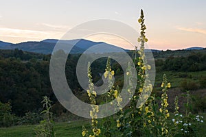 Yellow flower at meadow in croatia by sunset