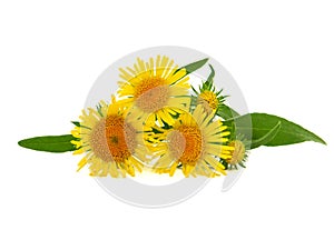 Yellow flower of meadow fleabane or British yellowhead isolated on white background