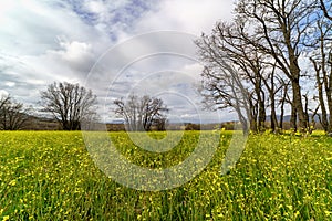 Yellow flower meadow in the foreground with bare branches oak trees in spring. Madrid