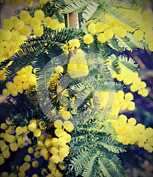 Yellow flower of mimosa plants symbol of international women s d