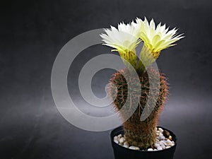 Yellow flower on mini cactus in little pot.Studio shot marble pattern background black