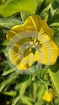 Yellow flower in the morning at cisarua cianjur Indonesia