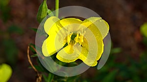 Yellow flower with morning dew