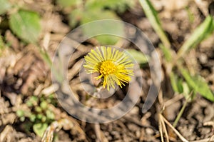 Yellow flower mother and stepmother in the early spring