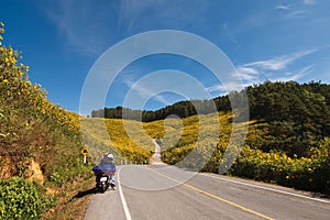 Yellow flower on the mountain