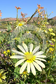 Yellow flower in Namaqualand