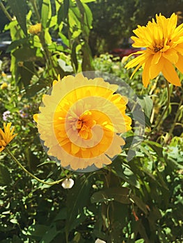 A yellow flower. The name of this flower is coreopsis