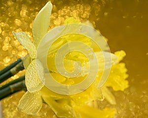 yellow flower narcissus bouquet close-up bokeh background
