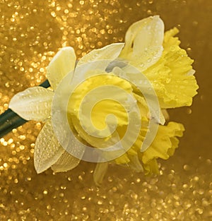 yellow flower narcissus bouquet close-up bokeh background