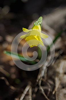 Yellow flower, Narcissus pseudonarcissus, on a winter sunny day in the mountains of Palencia, Spain