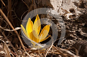 Yellow flower in nature,bright sunlight