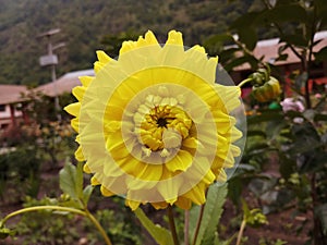 Yellow Flower Nature Dahlia National Flower of Maxico