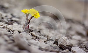 Yellow flower in nature. It grows on rocks in the rock