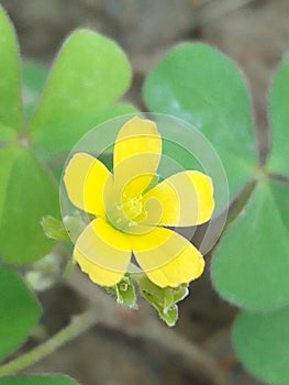 Yellow flower by nearest caption photo