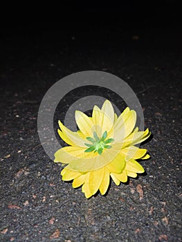 Yellow flower in night